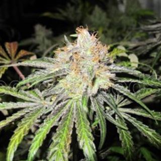 MSR1 - Deep Neville 10 u. reg. Medical Seeds