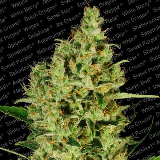 Delahaze  3 u. fem. Paradise Seeds