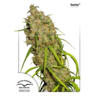 Desfran  3 sem fem. Dutch Passion