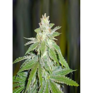 3887 - Devil Fruit  3 u. fem. Medical Seeds