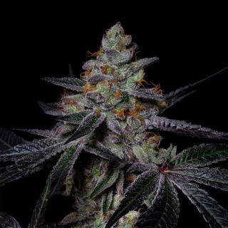 25376 - Diamond Dust 3 u. fem Pure Instinto