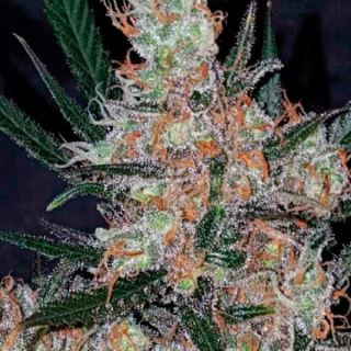 13613 - Diesel Berry Cough  1 u. fem. Garden of Green Seeds