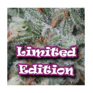 5909 - Diesel Cookie Ed.Limitada  Dr Underground