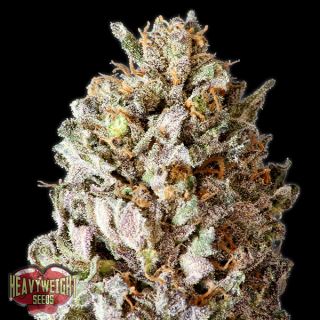 Diesel Drift  3 u. fem. Heavyweight Seeds