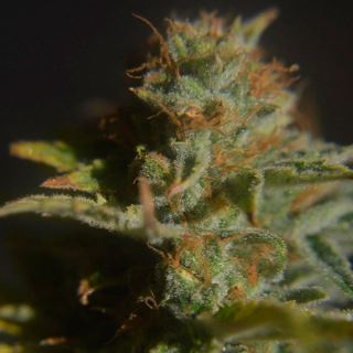 Divine  5 u. reg. CBD Crew Seeds