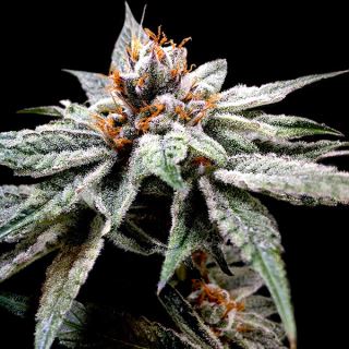 4574 - Dj`s Gold 3 u. fem. DNA Genetics
