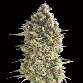 10733 - Do-Si-Dos Cookies    3 u. fem. 00 Seeds