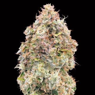 14771 - Do-Si-Dos Cookies Fast   3 u. fem. 00 Seeds