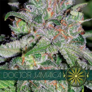 9219 - Doctor Jamaica 3 u. fem. Vision Seeds