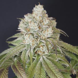 Dog Fruit 6 u. fem Karma Genetics