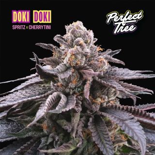 26159 - Doki Doki 3 u. fem Perfect Tree