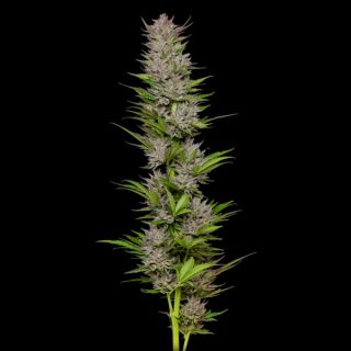 24882 - Don Carlos 3 u. fem Humbold Seeds Company