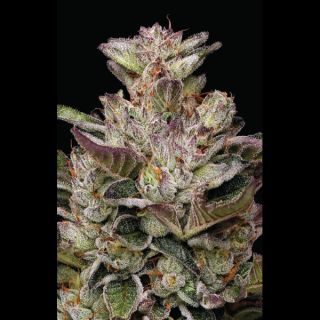 24885 - Donutz 5 u. fem Humbold Seeds Company
