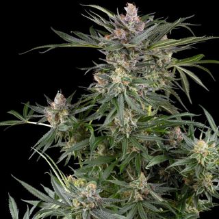 24627 - Dosimosa   5 u. fem. Sensi Seed Research