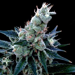 4580 - Double Alien 18 -  3 u. fem. GYO DNA Genetics