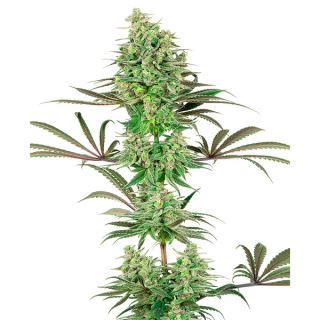 Double Banana Kush  1 u. fem. White Label