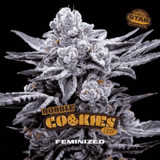 25564 - Double Cookies  2 u. fem BSF Seeds