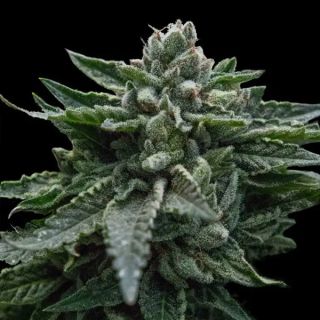 27768 - Double Dipped Strawberries 10 u. fem. DNA Genetics