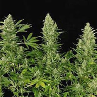 DDS6 - Double Dutch - 6 u. fem. Serious Seeds