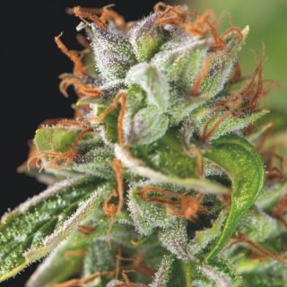 10766 - Double OG Haze  3 u. fem. Pyramid Seeds