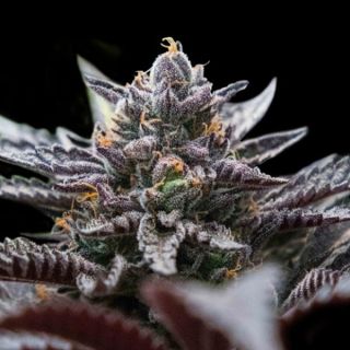 25793 - Double Stuffed Sorbet  3 u. fem. DNA Genetics