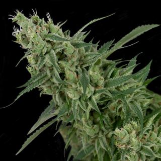 4609 - Double Tangie Banana 12 u. reg. CFF DNA Genetics