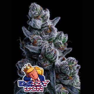 26638 - Dozy Don  3 u. fem Anesia