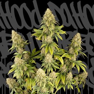 17273 - Dr.Hood CBD 25:1 - 1 u. fem. DaHood Urban Seeds