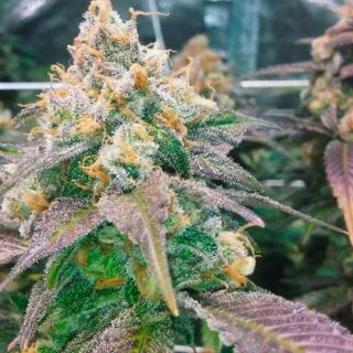 7507 - Dream Berry  4 u. fem. Female Seeds