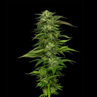Dream Queen 3 u. fem Humbold Seeds Company