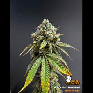 26473 - Drizl Pickl  fem.  3 u. Seedstockers Superior