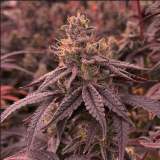 20891 - DullButter 3 u. fem R-Kiem Seeds