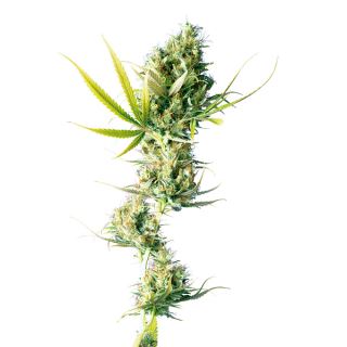 6477 - Durban  3 u. fem. Sensi Seeds