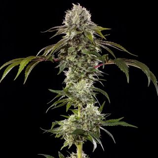Durban Poison   5 u. fem. Barney's