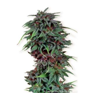 Durban Poison  1 u. fem. Dutch Passion