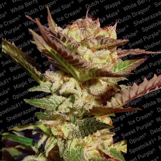 Durga Mata  3 u. fem. Paradise Seeds