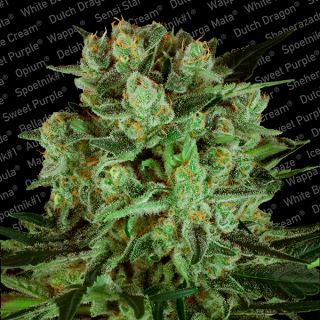 Durga Mata II CBD  5 u. fem. Paradise Seeds