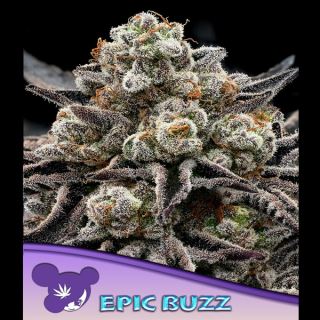 21442 - EPIC BUZZ  3 u. fem Anesia