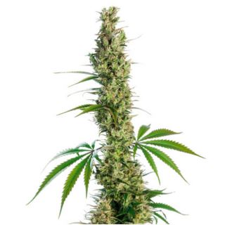 5292 - Eagle Bill 10 u. reg. Sensi Seeds