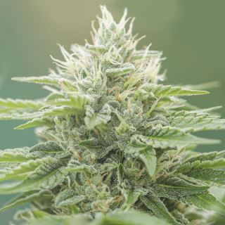 15774 - Eboshi CBG   10 ud Medical Seeds