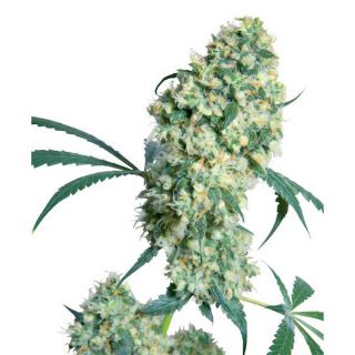 Ed Rosenthal Super Bud. 10 u. reg. Sensi Seeds