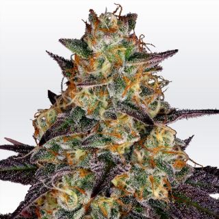 El Dorado OG  3 u. fem. Paradise Seeds