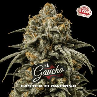 25582 - El Gaucho Faster Flowering  7 u. fem BSF Seeds