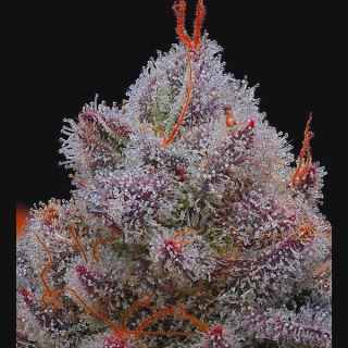 16437 - El Xupet Negre 1 u. fem R-Kiem Seeds