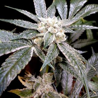 4581 - El fuego 3 u. fem. GYO DNA Genetics