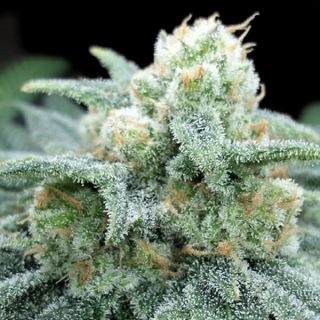 21110 - Electric Kooland  5 u. fem One Shot Edition Gratefull Seeds