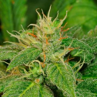 ELL10 - Electric Lemon G 10 u. reg. T.H. Seeds