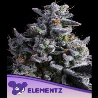 21527 - Elementz  5 u. fem Anesia