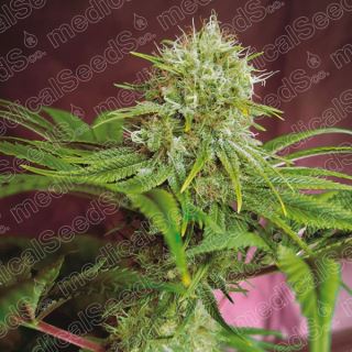 Elixir Vitae CBD  5 u. fem. Medical seeds