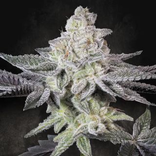 25271 - Emerald Envy  5 u. fem. Paradise Seeds Limited Edition